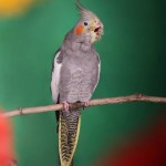 عکاسی از حیوانات خانگی و اهلی گربه سگ قناری بلبل طوطی Photography of pets and domestic cats canary dog nightingale parrot
