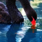 عکاسی از حیوانات خانگی و اهلی گربه سگ قناری بلبل طوطی Photography of pets and domestic cats canary dog nightingale parrot