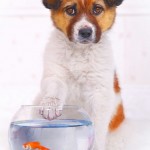 عکاسی از حیوانات خانگی و اهلی گربه سگ قناری بلبل طوطی Photography of pets and domestic cats canary dog nightingale parrot