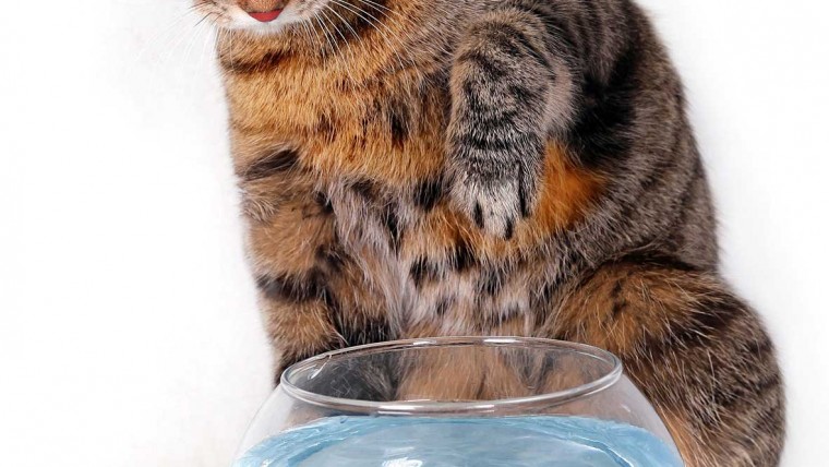 انجمن حمایت از حیوانات تهران