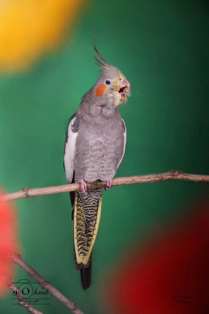 عکاسی از حیوانات خانگی و اهلی گربه سگ قناری بلبل طوطی Photography of pets and domestic cats canary dog nightingale parrot