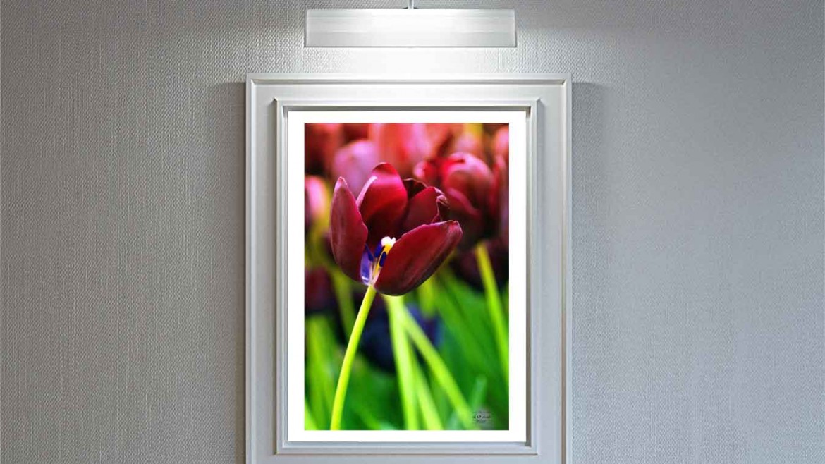 فروش آثار هنری عکاسی سهراب نعیمی Sell ​​photography artwork