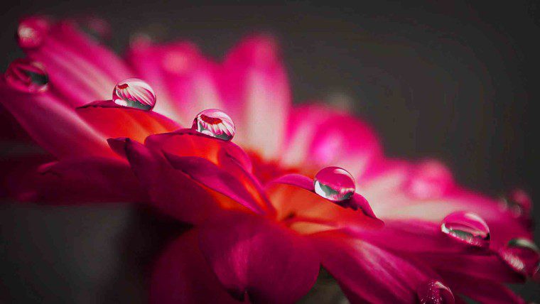 ماکروگرافی از گل (سهراب نعیمی)