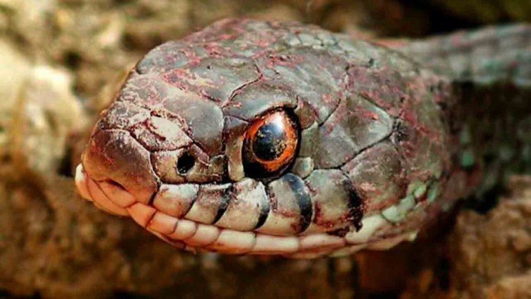 مار افعی کاشان: بهترین عکس در سال ۲۰۲۱ {عکاس: سهراب نعیمی}