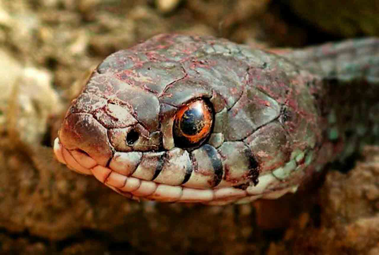 مار افعی کاشان: بهترین عکس در سال ۲۰۲۱ {عکاس: سهراب نعیمی}