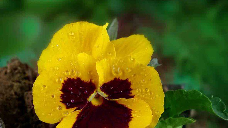 جدیدترین عکس سهراب نعیمی از یک گل بنفشه(۲۲آذر۲۰۲۵)