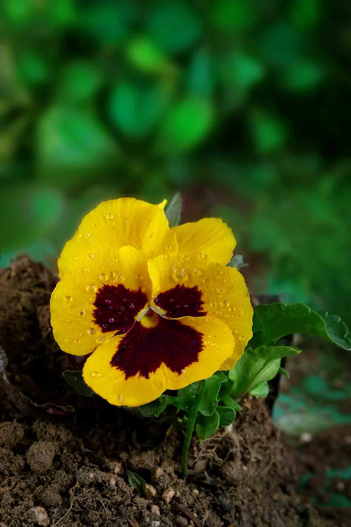 جدیدترین عکس سهراب نعیمی از یک گل بنفشه(۲۲آذر۲۰۲۵)